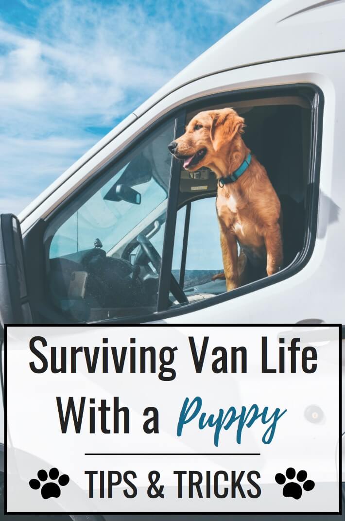 Vanlife with Dogs: The Challenges and Rewards